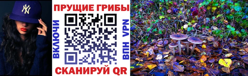 Купить закладки  Новоаннинский  Псилоцибиновые грибы прущие грибы 